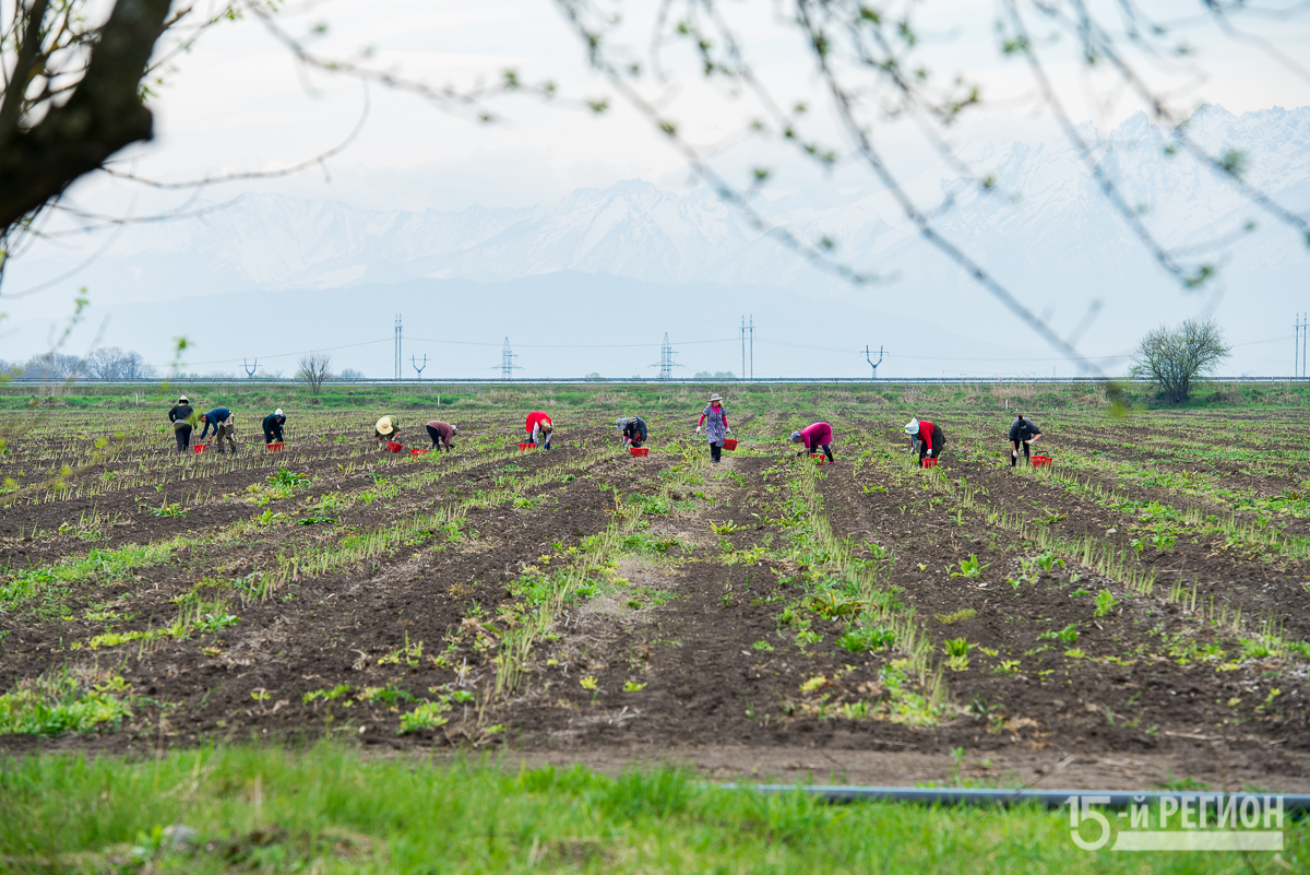 В Северной Осетии начался сбор урожая спаржи Подробнее: https://region15.ru/v-severnoj-osetii-nachalsya-sbor-urozhaya-sparzhi/