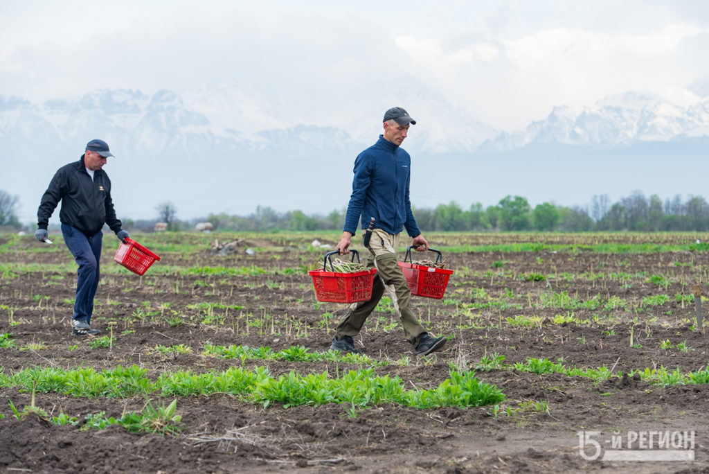 В Северной Осетии начался сбор урожая спаржи Подробнее: https://region15.ru/v-severnoj-osetii-nachalsya-sbor-urozhaya-sparzhi/